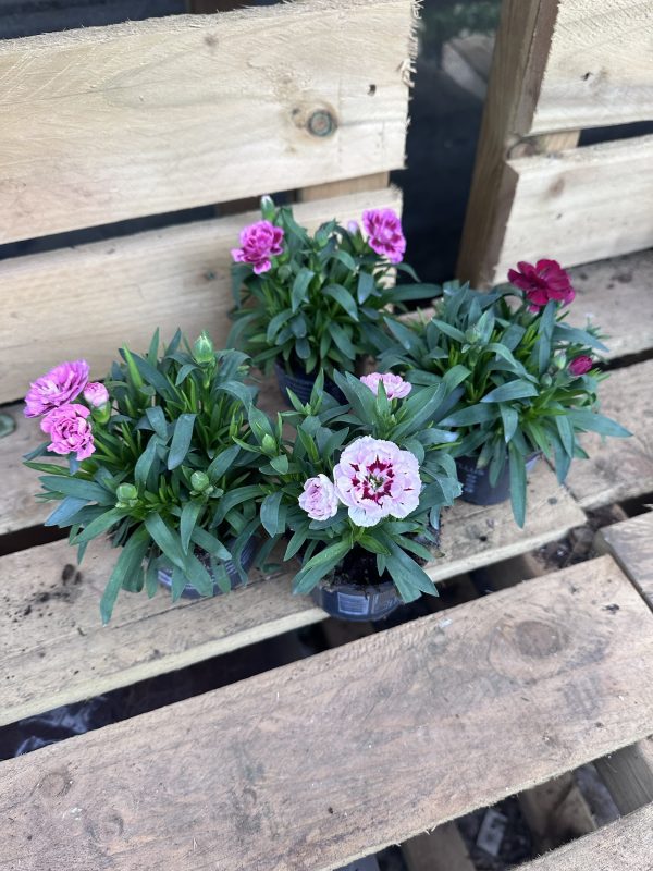 Dianthus 10cm - Image 3