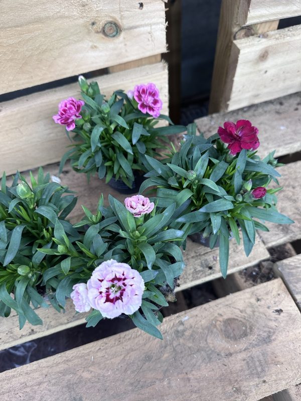 Dianthus 10cm