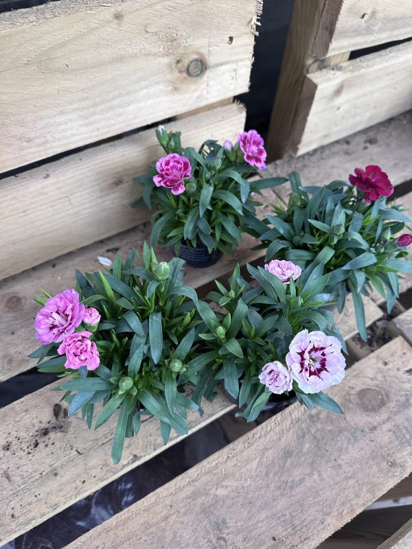 Dianthus 10cm - Image 2