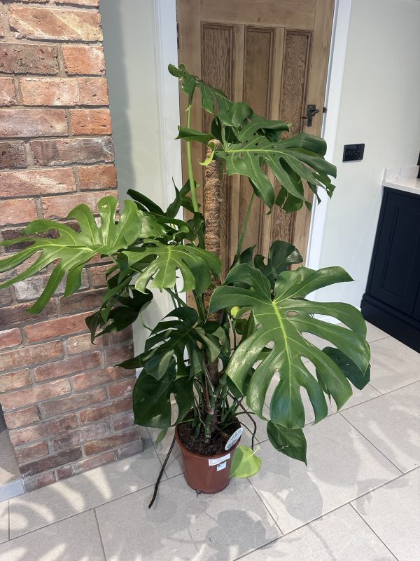 Cheese plant- Large 140cm+