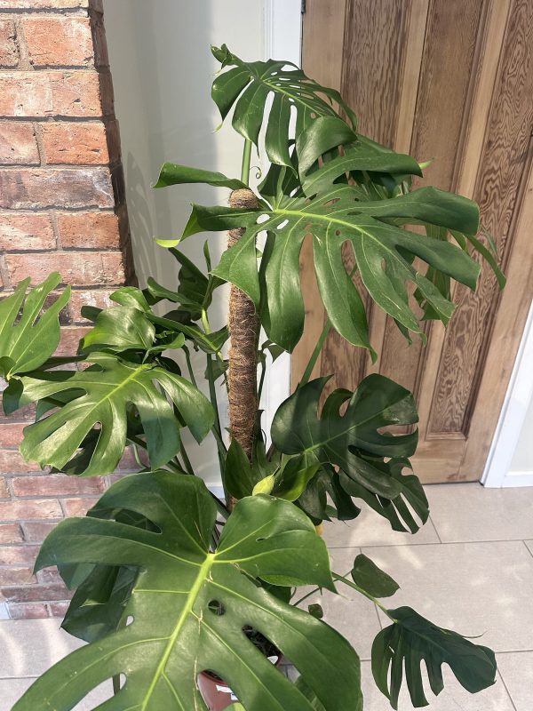 Cheese plant- Large 140cm+ - Image 2