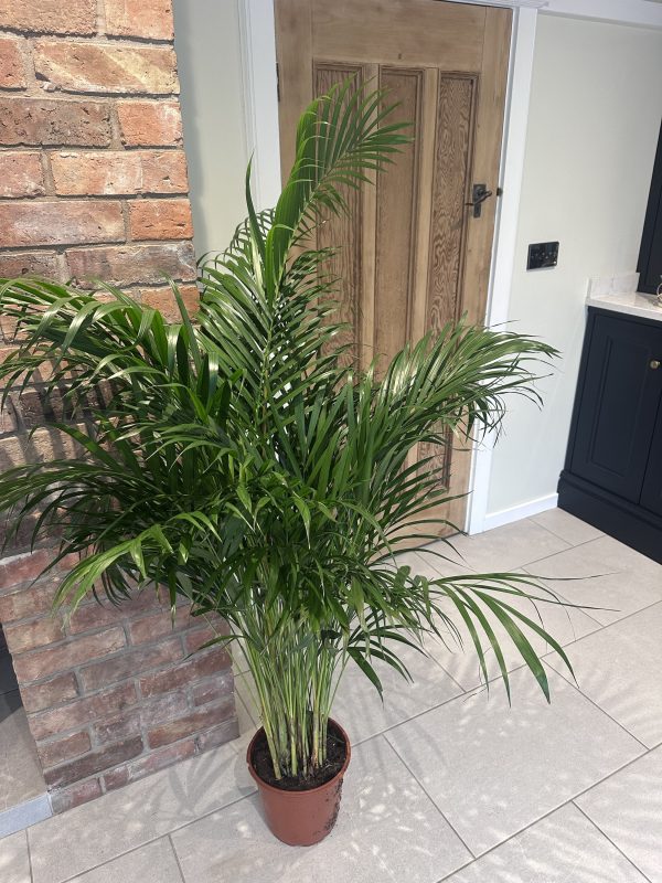 Kentia palm 160cm - Image 6