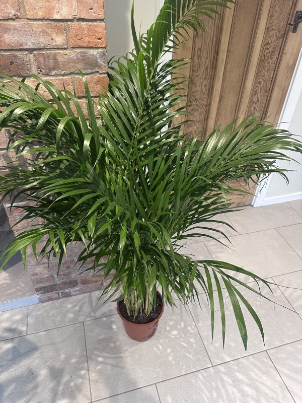 Kentia palm 160cm