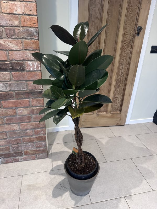 Rubber plant- Twisted stem 125cm