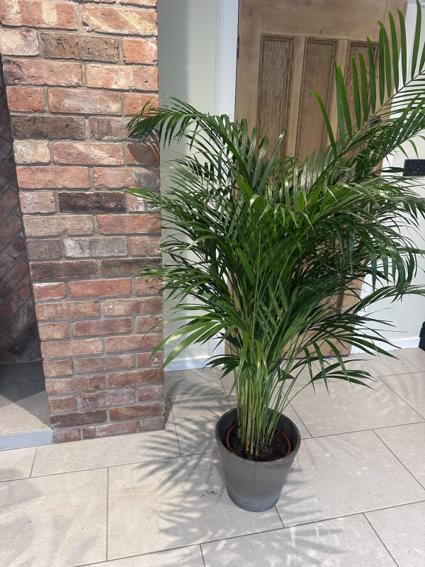 Kentia palm 160cm - Image 2