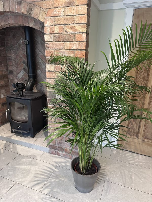 Kentia palm 160cm - Image 3