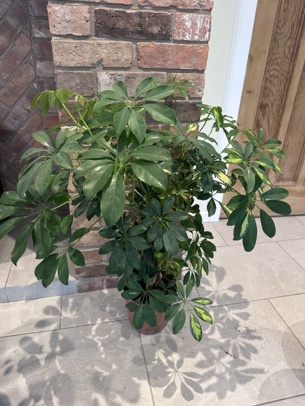 Umbrella tree 90cm