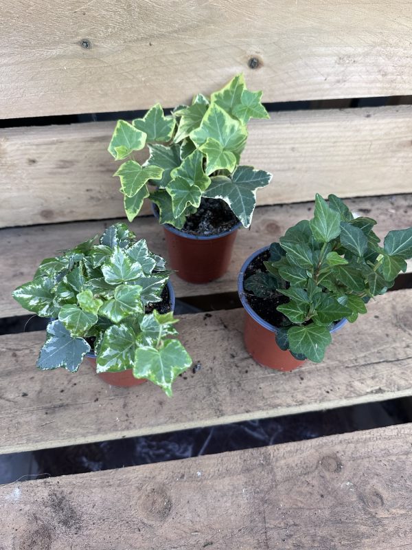 Variegated Ivy 9cm