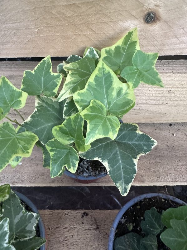 Variegated Ivy 9cm - Image 4