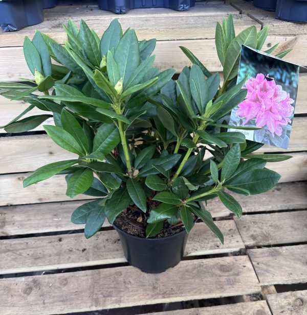 Rhododendron 5 Litre