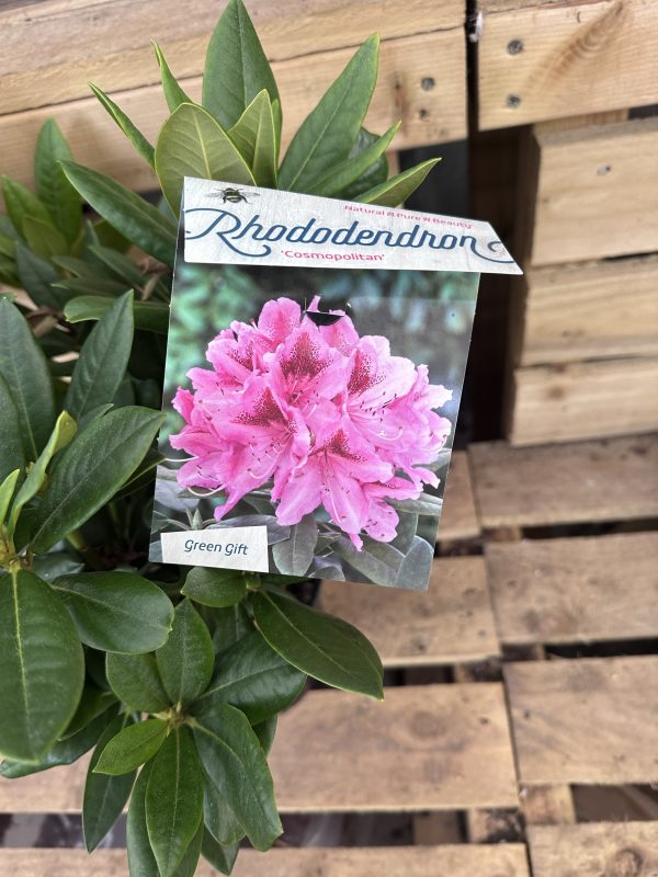 Rhododendron 5 Litre - Image 3