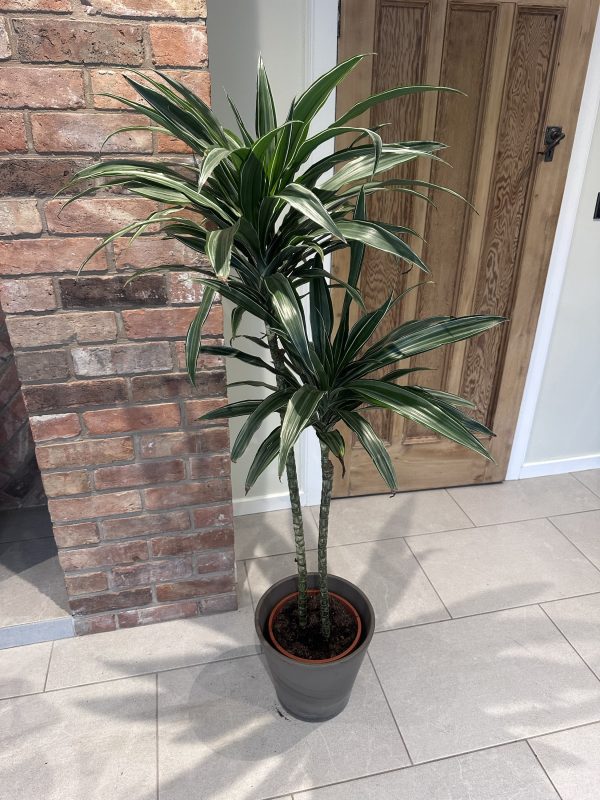 Dracaena warnekii 150cm