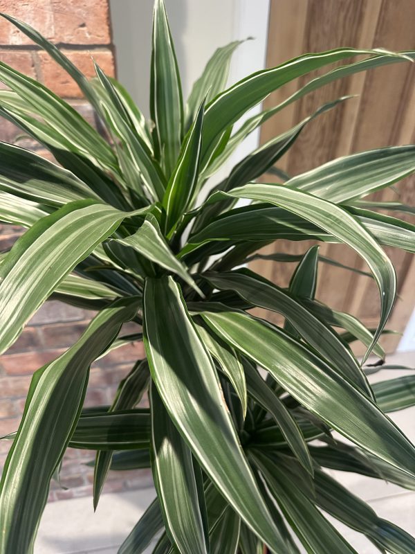 Dracaena warnekii 150cm - Image 2