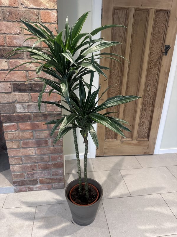 Dracaena warnekii 150cm - Image 3