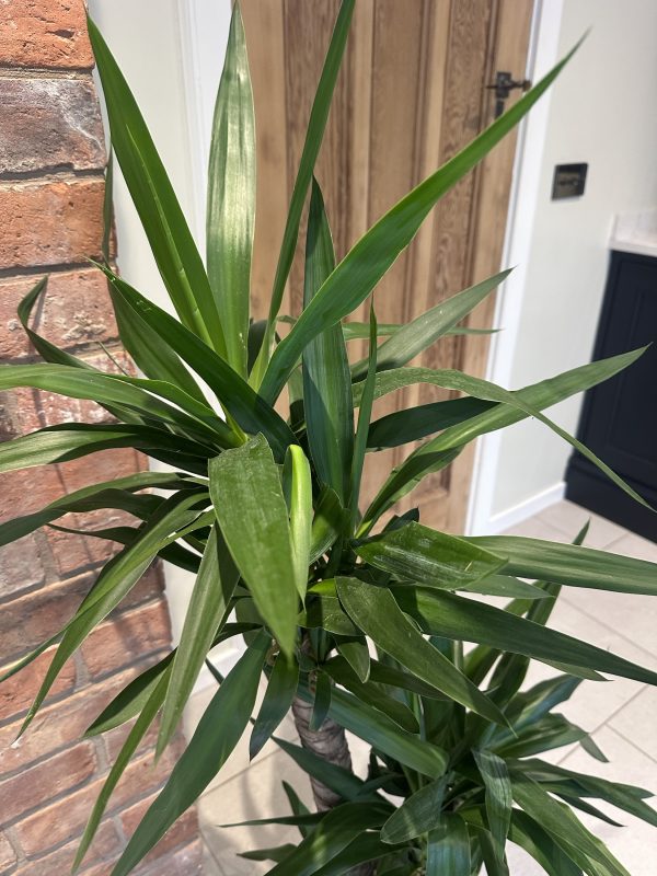 Yucca 135cm - Image 3