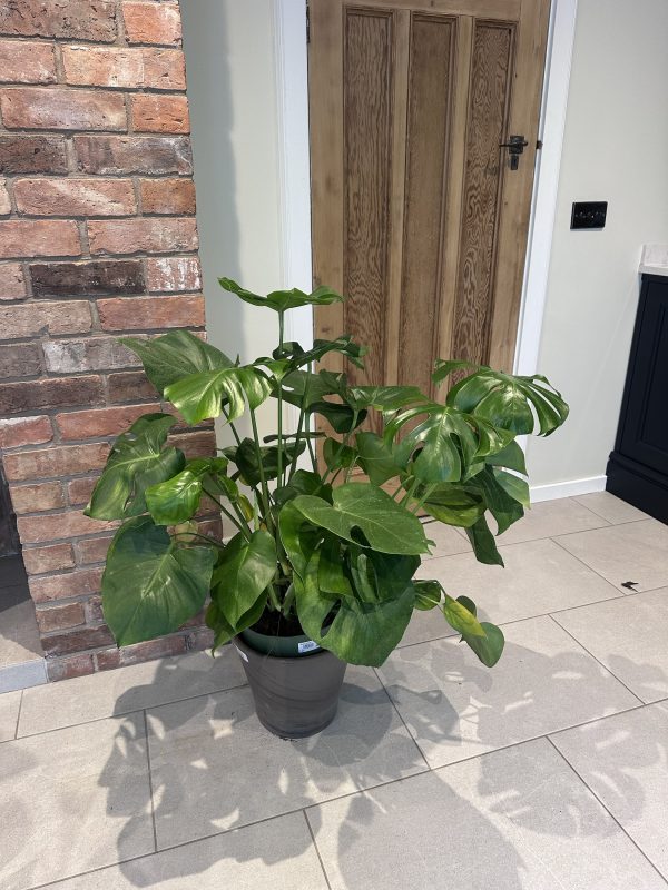 Cheese plant- medium 90cm - Image 3