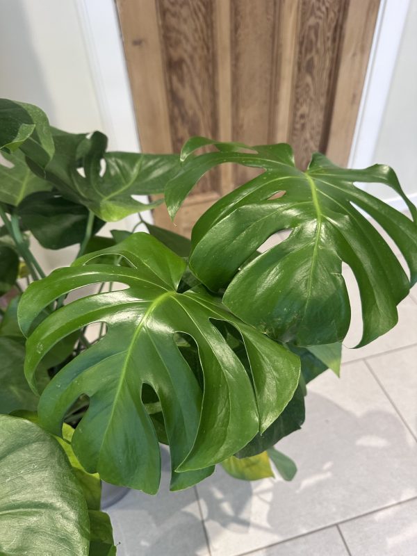 Cheese plant- medium 90cm - Image 2