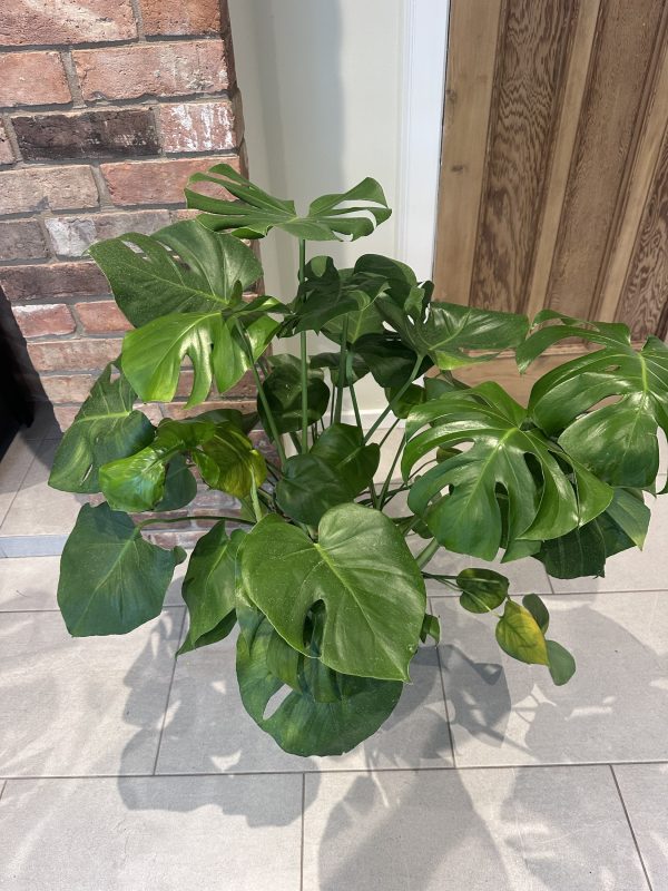 Cheese plant- medium 90cm