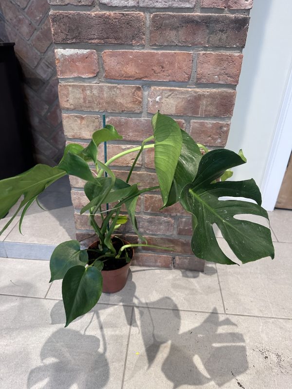 Cheese plant- small 60cm