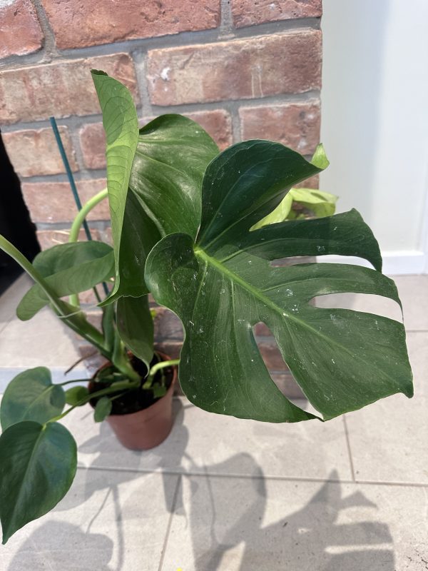 Cheese plant- small 60cm - Image 2