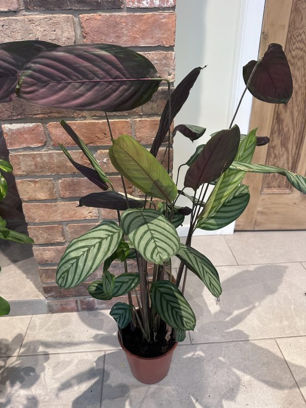 Calathea- 70cm - Image 2