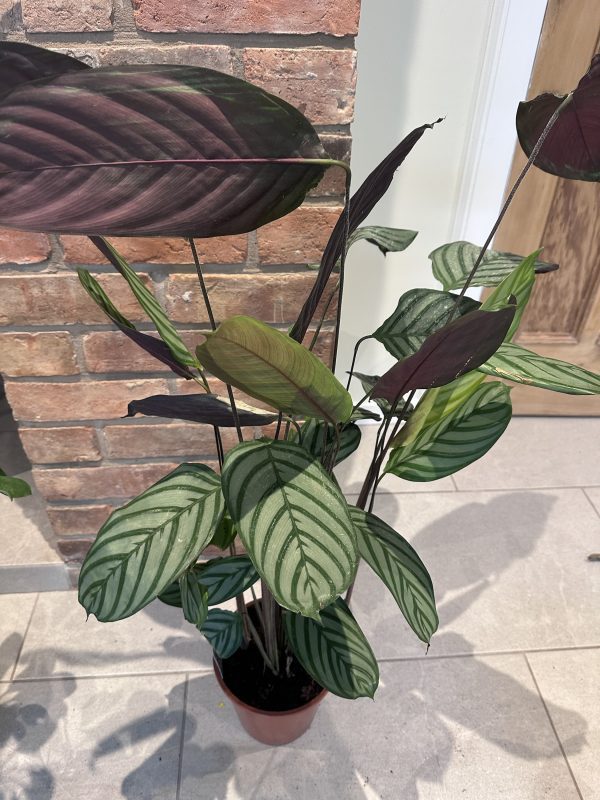 Calathea- 70cm