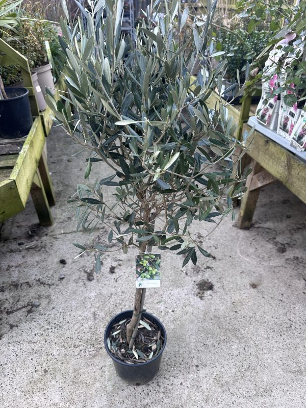 Olive tree 120cm