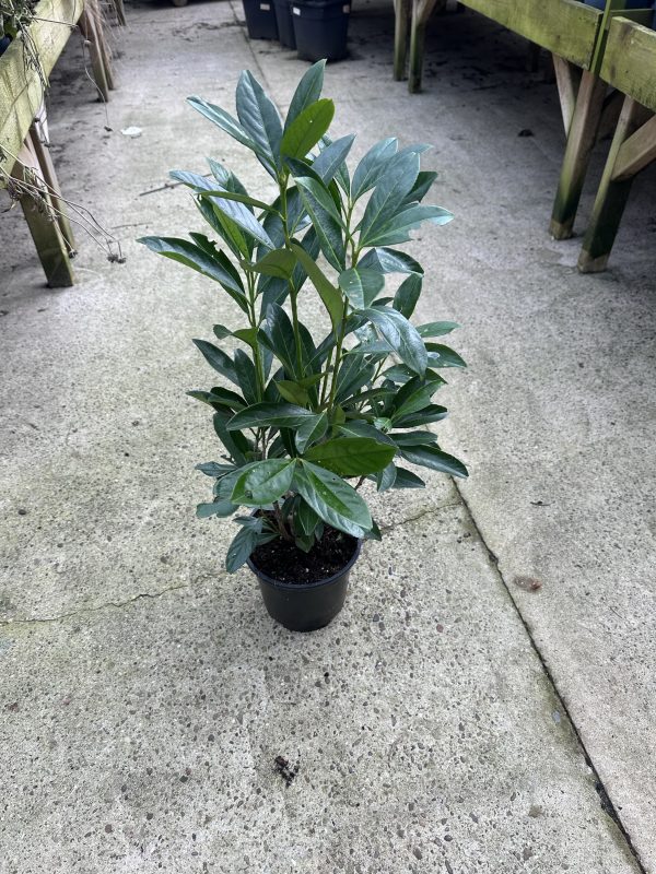 Laurel hedging 80cm - Image 2