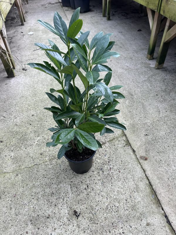 Laurel hedging 80cm